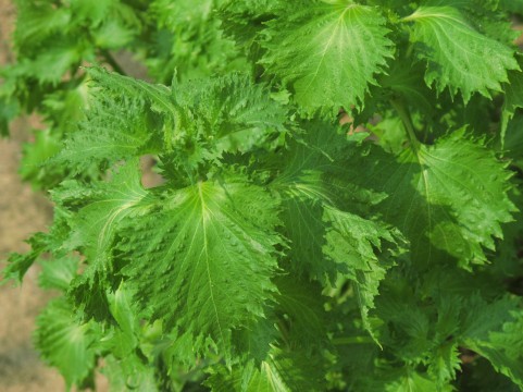 青じそ家庭菜園の収穫しその葉の保存方法と大量に使うレシピ集